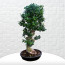 Büyük Boy Carmona Bonsai Agaç