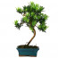 Bonsai Linex Ağaç