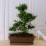 Bonsai Ağaç Carmona