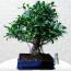 Büyük Boy Ficus Bonsai 