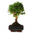 Bonsai Cormano Ağaç