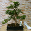 Carmona Bonsai