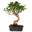 Ficus Bonzai Ağaç