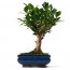 Bonsai Ficus Ağaç