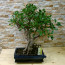 Ficus Bonsai 50 cm Kare Saksı