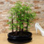 Larix Bonsai Beşli