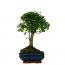 Ligustrum Bonsai Ağaç