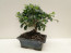 Pagano Bonsai Carmona