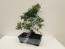 Pagano Bonsai Carmona Palci