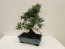 Pagano Bonsai Carmona Palci