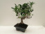 Pagano Bonsai Ficus Retusa