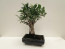 Pagano Bonsai Ficus Retusa