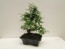 Pagano Bonsai Ağacı Zelkova