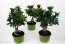 Pagano Piante Bonsai Ginseng