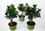 Pagano Piante Bonsai Ginseng