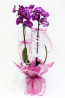 Pembe Orkide İki Köklü