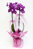 Pembe Orkide İki Köklü
