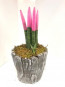 Sansevieria Özel