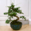 Yuvarlak Tabak Carmona Bonsai
