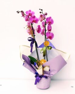 Özel Vazoda Çiftli Pembe Felix Orkide