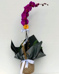 Pintura Dekoratif Vazoda Tekli Pembe Orkide