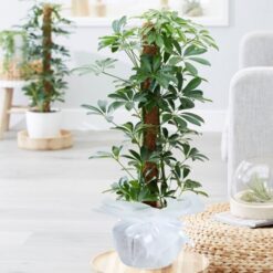 Schefflera (Şeflera) Çiçeği