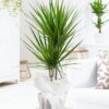Dracaena Marg 2li Saksı Çiçeği