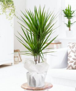 Dracaena Marg 2li Saksı Çiçeği
