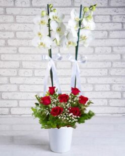 2'li Orkide 7 Kırmızı Gül