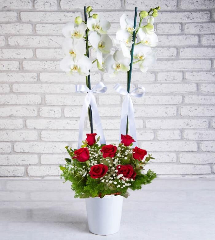 2'li Orkide 7 Kırmızı Gül