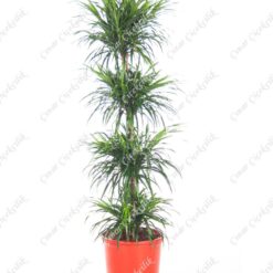 4'Lü Dracaena Saksı Çiçeği C-SAK141