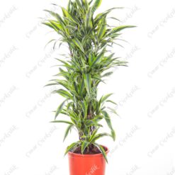 4'lu Limon Drachenbaum Saksı Çiçeği C-SAK142