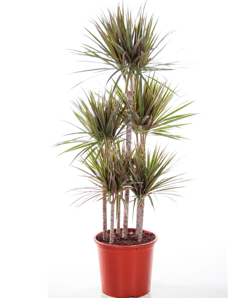 5'li Drecina Turuncu Beyaz C-SAK152 - Görsel 2