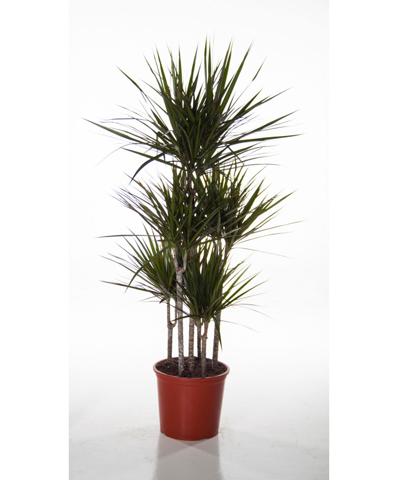 5'li Yeşil Drecina Saksı Çiçeği C-SAK159 - Görsel 2