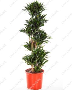 5'li Drachenbaum Saksı Çiçeği C-SAK144