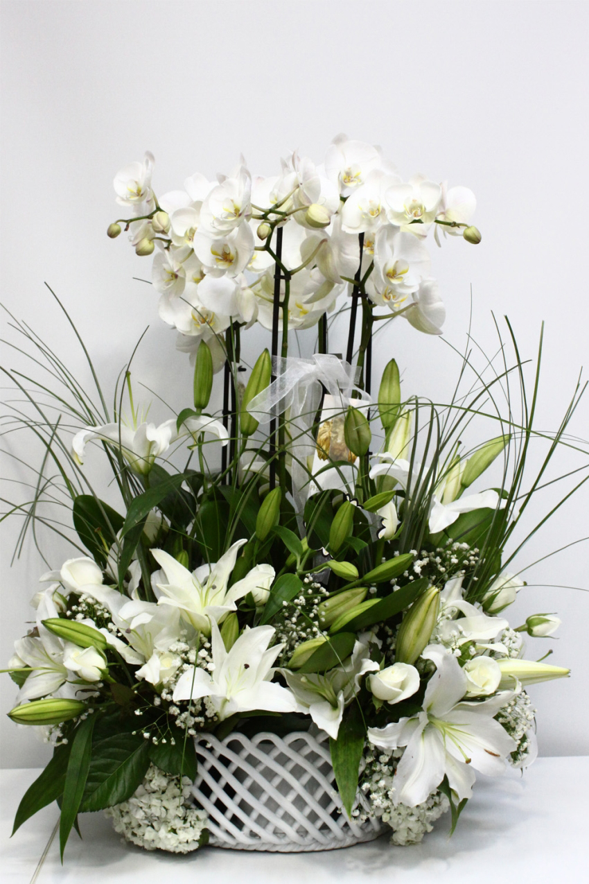 Altı Köklü Beyaz Orkide C-OR136 - Görsel 2