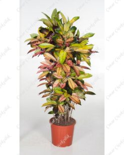 Büyük Anaç Kraton Saksı Çiçeği C-SAK153