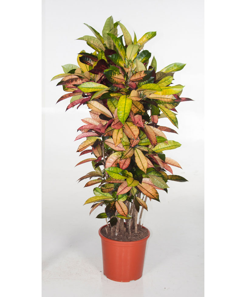 Büyük Anaç Kraton Saksı Çiçeği C-SAK153 - Görsel 2