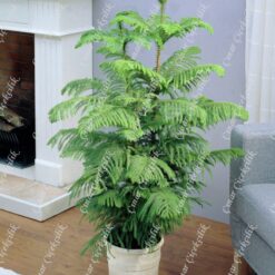 Araucaria Heterophylla Salon Cami 3lu C-SAK194