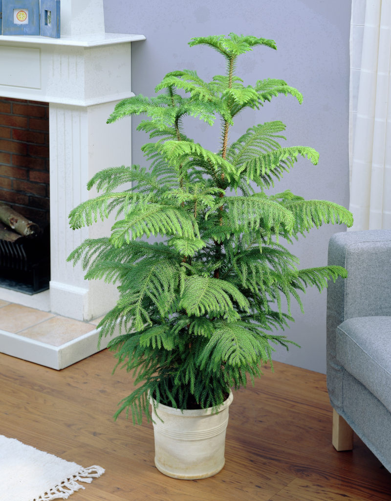 Araucaria Heterophylla Salon Cami 3lu C-SAK194 - Görsel 2