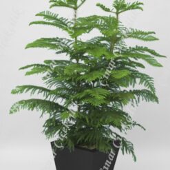 Araucaria Heterophylla Salon Çamı 2li C-SAK195