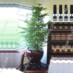 Araucaria Norfolk 3lü Salon Camı C-SAK191