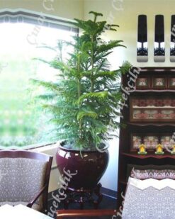 Araucaria Norfolk 3lü Salon Camı C-SAK191