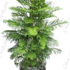 Araucaria Norfolk 2li Salon Camı C-SAK192