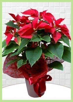 Saksıda Kırmızı Atatürk Çiçeği C-SAK136 - Görsel 3