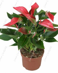 Büyük Tropikal Pembe Antorium C-SAK132