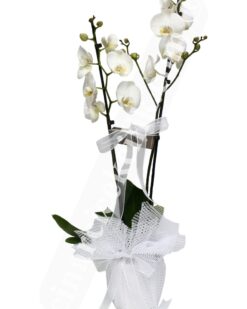 Aynı Gün Hızlı Teslimat'' Beyaz İkili Orkide