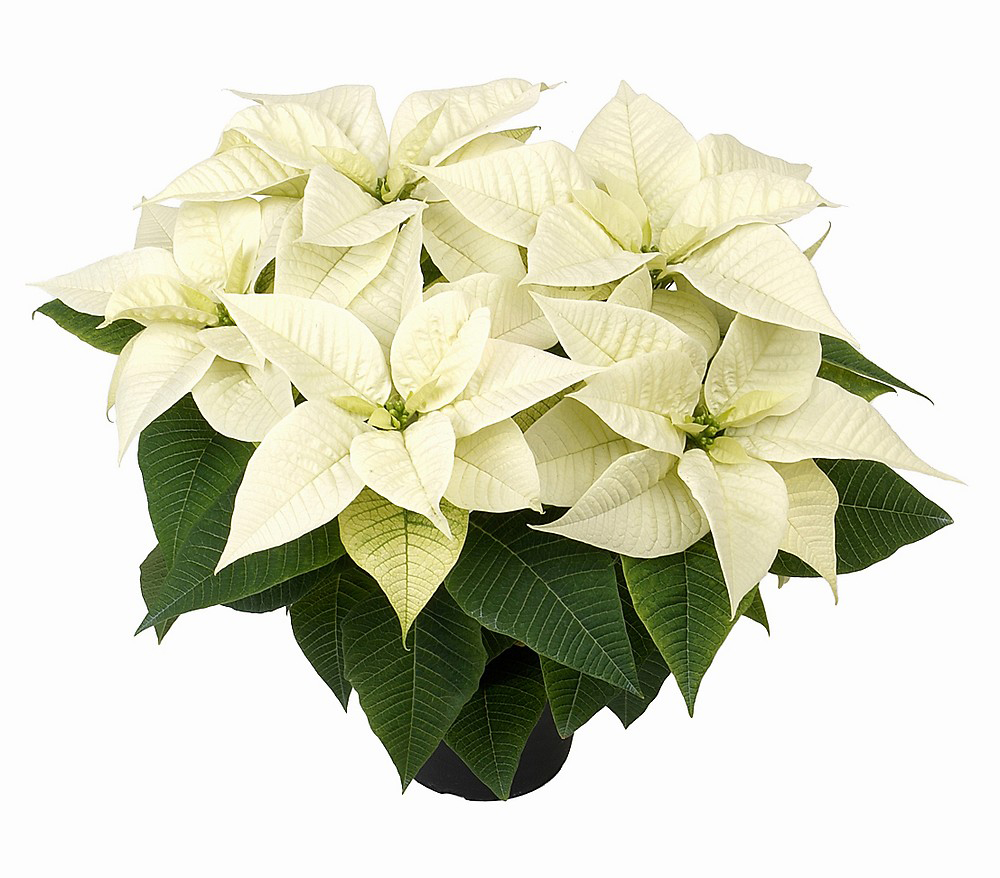 Samimiyet: Pembe Gül & Orkide - Görsel 2