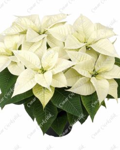 Samimiyet: Pembe Gül & Orkide