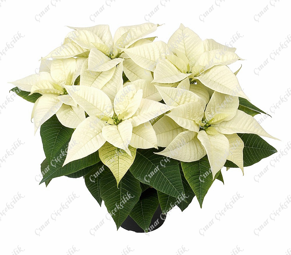 Samimiyet: Pembe Gül & Orkide